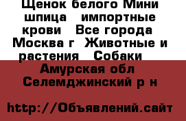 Щенок белого Мини шпица , импортные крови - Все города, Москва г. Животные и растения » Собаки   . Амурская обл.,Селемджинский р-н